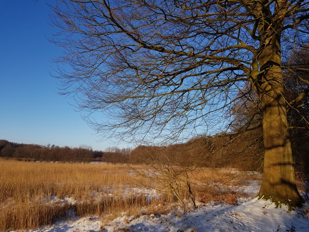 Winter im Höltigbaum Ahrensburger Tunneltal